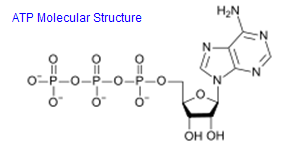 ATP Molecular Chemical Structure